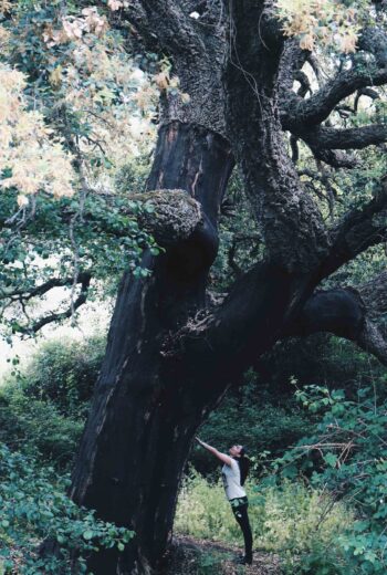 Quercia secolare a Luogosanto in Gallura (Sardegna)